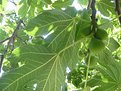 Picture Title - The Fig Tree