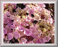 Picture Title - Hydrangea Teller