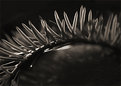 Picture Title - "Eyelashes"