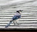 Picture Title - Mr. Birdy