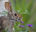 Picture Title - Afternoon Visitor