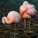 Picture Title - 2