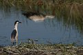 Picture Title - stork and heron