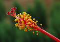 Picture Title - Hibiscus Pollen Macro