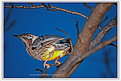 Picture Title - RED WATTLEBIRD