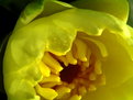 Picture Title - YELLOW  WATER LILY