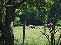 Picture Title - Swedish summer