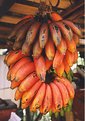 Picture Title - orange banans