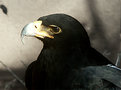 Picture Title - Eagle