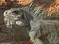 Picture Title - .:: Iguana ::.