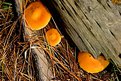 Picture Title - Mushroom Forrest