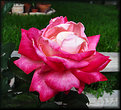 Picture Title - Double Delight Rose