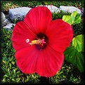 Picture Title - Hibiscus 'Moy Grande'
