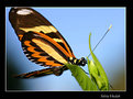 Picture Title - borboleta
