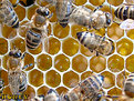 Picture Title - Honey 100%