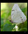 white morpho butterfly (2)