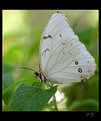 Picture Title - white morpho butterfly (2)