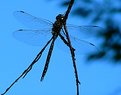 Picture Title - Blue on Blue
