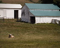 Picture Title - Classic Barn II