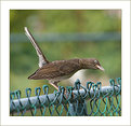 Picture Title - Say What? (¿Que dijiste?)