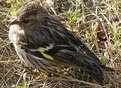 Picture Title - Pine Siskin