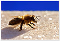 Picture Title - _/ Beezzz_Day \_