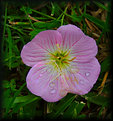 Picture Title - Pink Evening Primrose