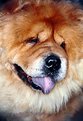 Picture Title - chow 01