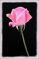 Picture Title - Pink Rosebud.