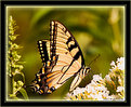 Picture Title - Tiger Swallowtail