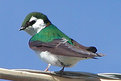 Picture Title - Violet Green Swallow