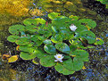 Picture Title - Water Lilies