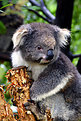 Picture Title - Koala Cute from Australia!!