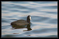 Picture Title - The Moorhen