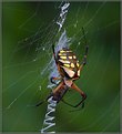 Picture Title - BLACK & YELLOW ARGIOPE