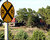 RR crossing STOP