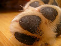 Picture Title - Doggy Paw