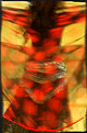 Picture Title - Oriental Dance