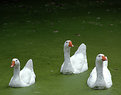 Picture Title - Three Sisters