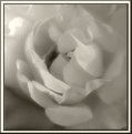 Picture Title - A Rose, By Any Name....