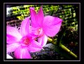 Picture Title - Orchid