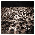 Picture Title - Sunflowers with Pouva Start