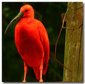Picture Title - Scarlet Ibis