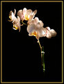 Picture Title - orchid