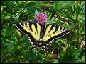 Picture Title - Eastern Tiger Swallowtail (Papilio glaucus)