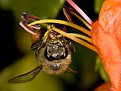 Picture Title - Pollen Bee
