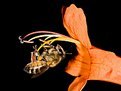Picture Title - Hanging Bee
