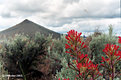 Picture Title - Indian Paintbrush