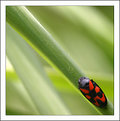 Picture Title - Bugart - I