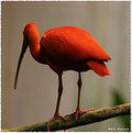 Picture Title - Red Bird